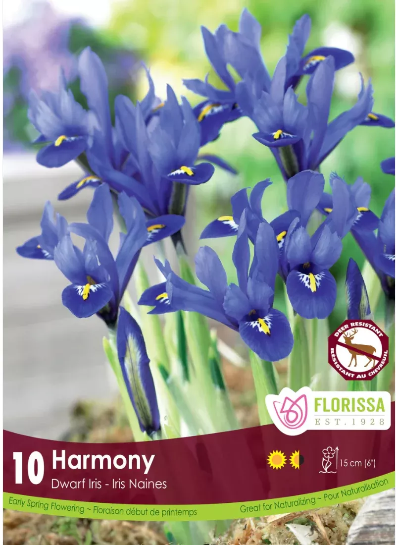 PRE-ORDER Iris | Dwarf Harmony