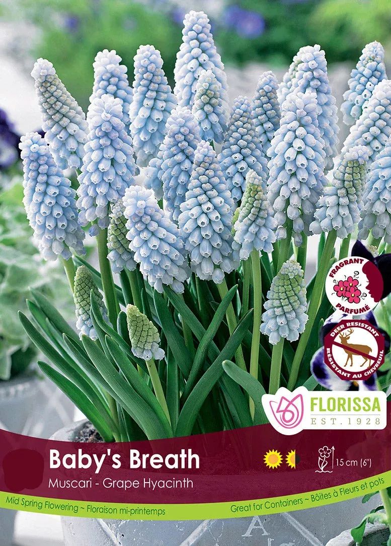 PRE-ORDER Muscari | Baby's Breath