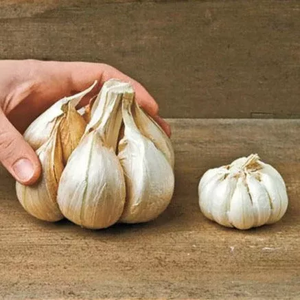 PRE-ORDER NOW! SHIPS SEPTEMBER 2026 - Elephant Garlic Cloves