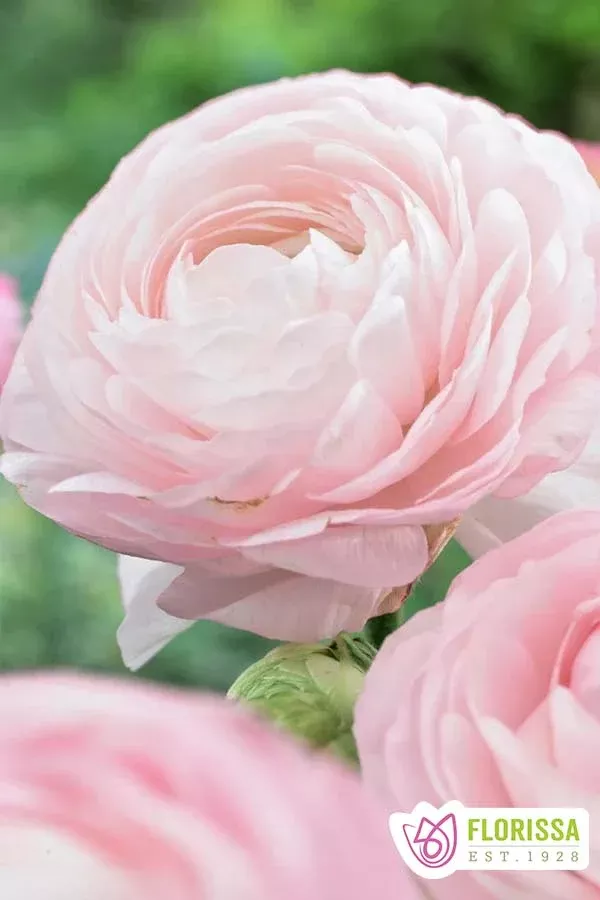 PRE-ORDER Ranunculus | Amandine Marshmallow