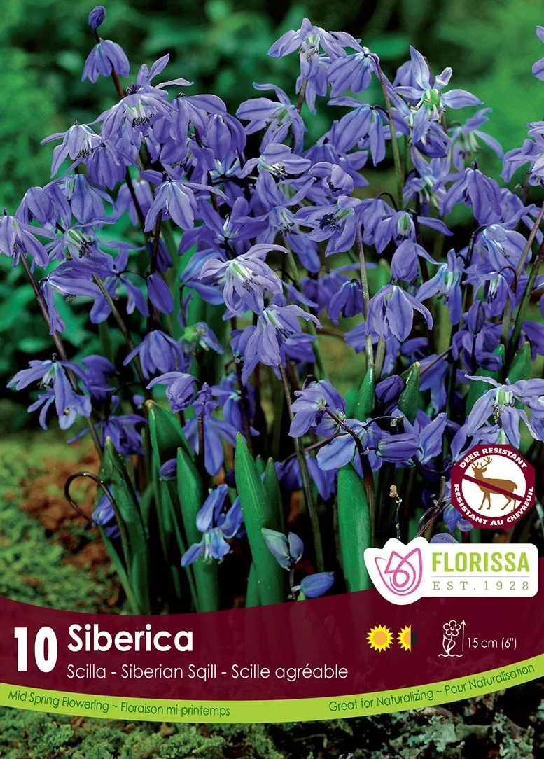 PRE-ORDER Scilla | Siberica (Early)