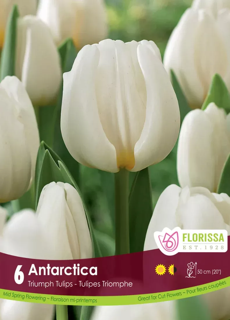 PRE-ORDER Tulip | Antarctica
