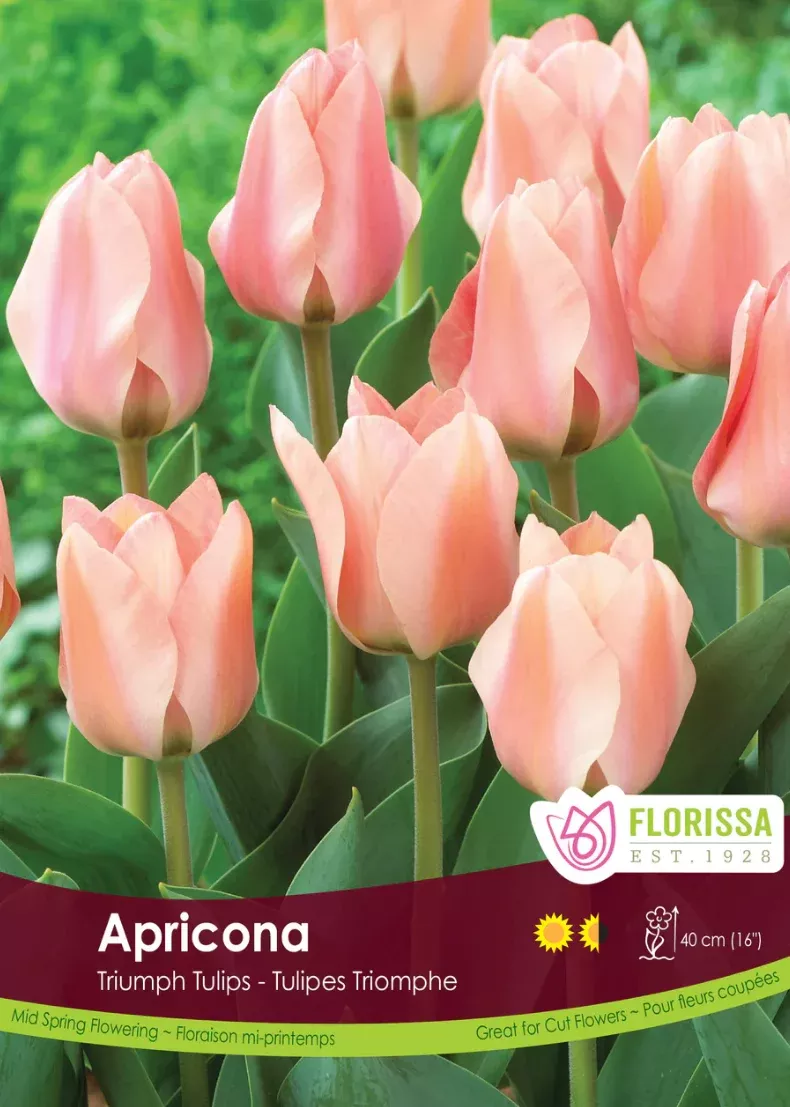 PRE-ORDER Tulip | Apricona