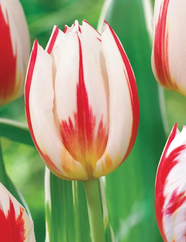 PRE-ORDER Tulip | Canadian Celebration (Triumph)