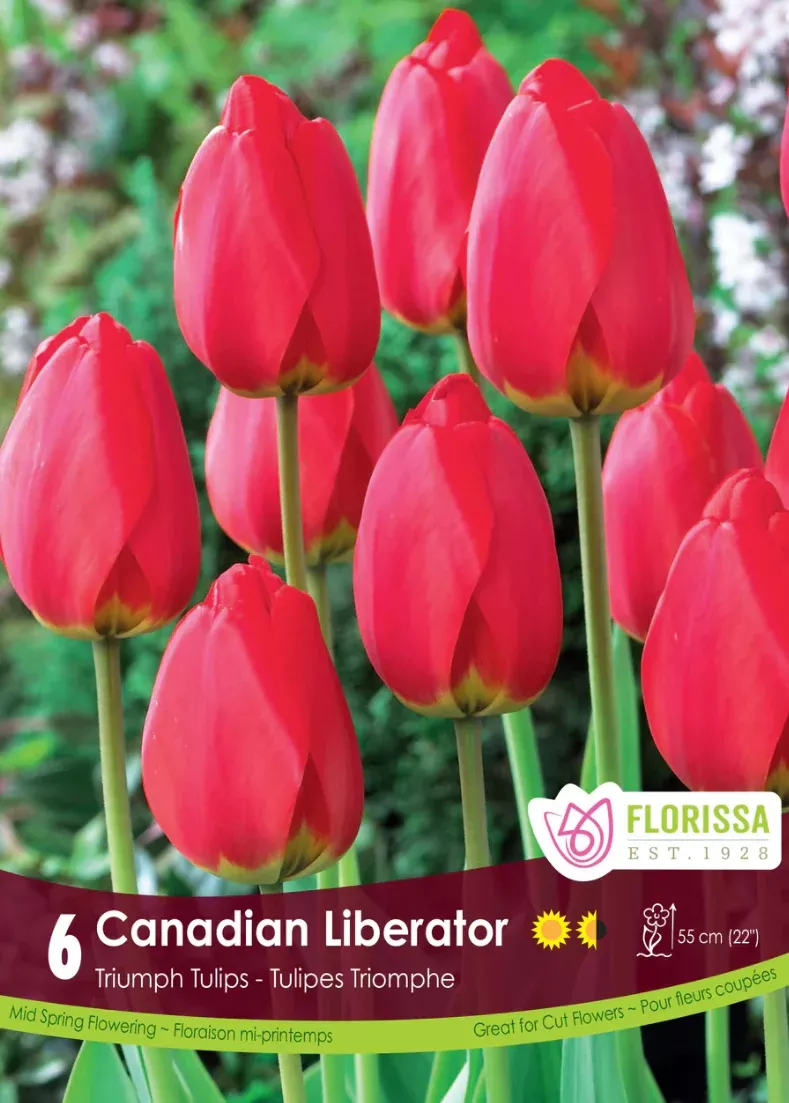 PRE-ORDER Tulip | Canadian Liberator