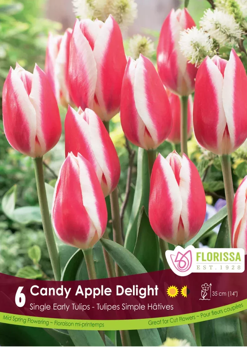 PRE-ORDER Tulip | Candy Apple Delight