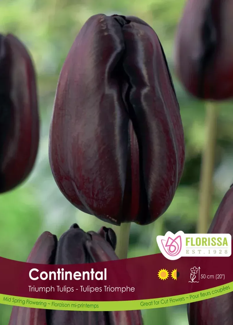 PRE-ORDER Tulip | Continental