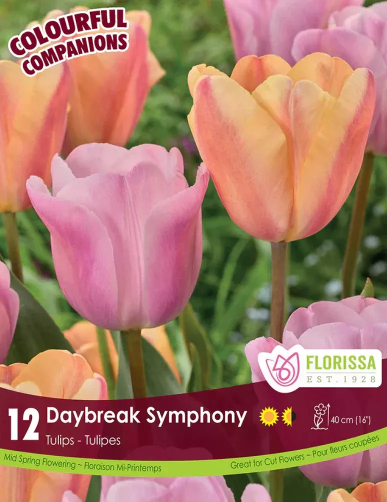 PRE-ORDER Tulip | Daybreak Symphony NEW