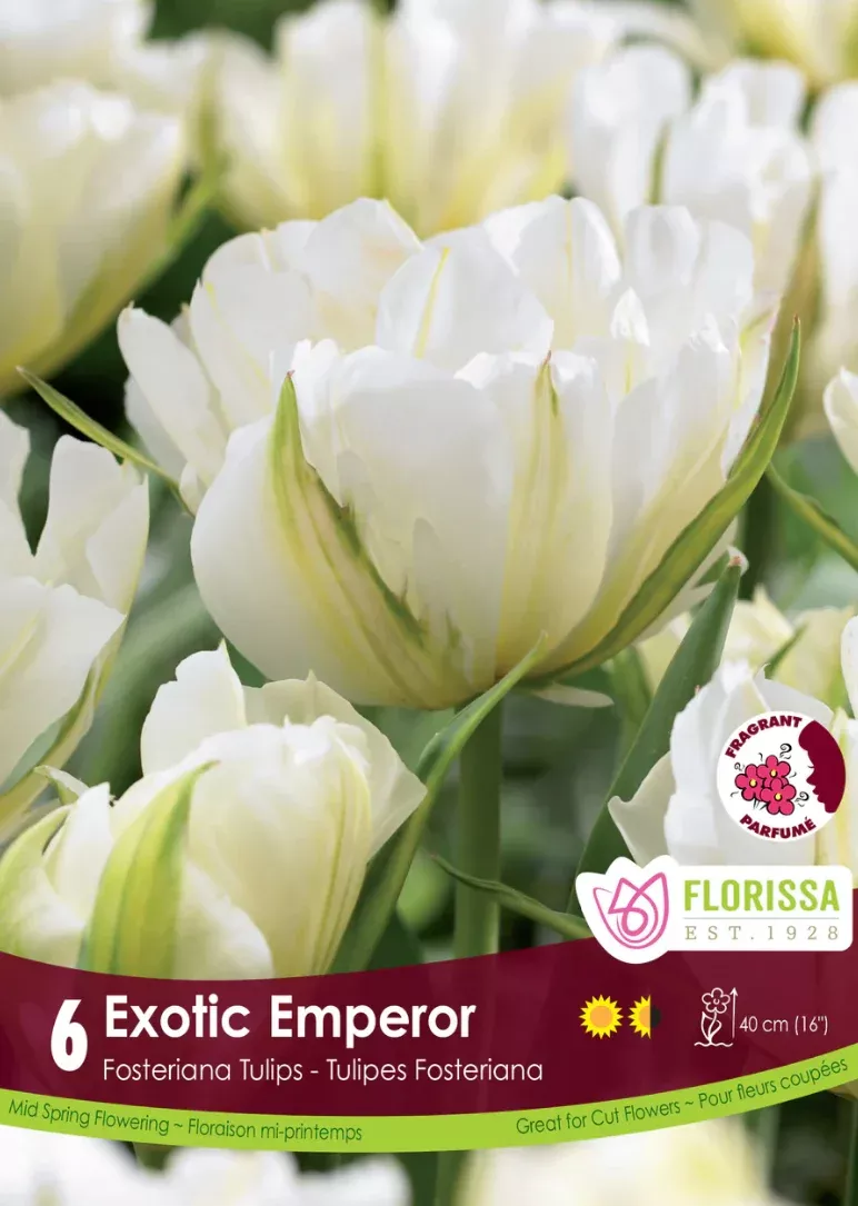 PRE-ORDER Tulip | Exotic Emperor