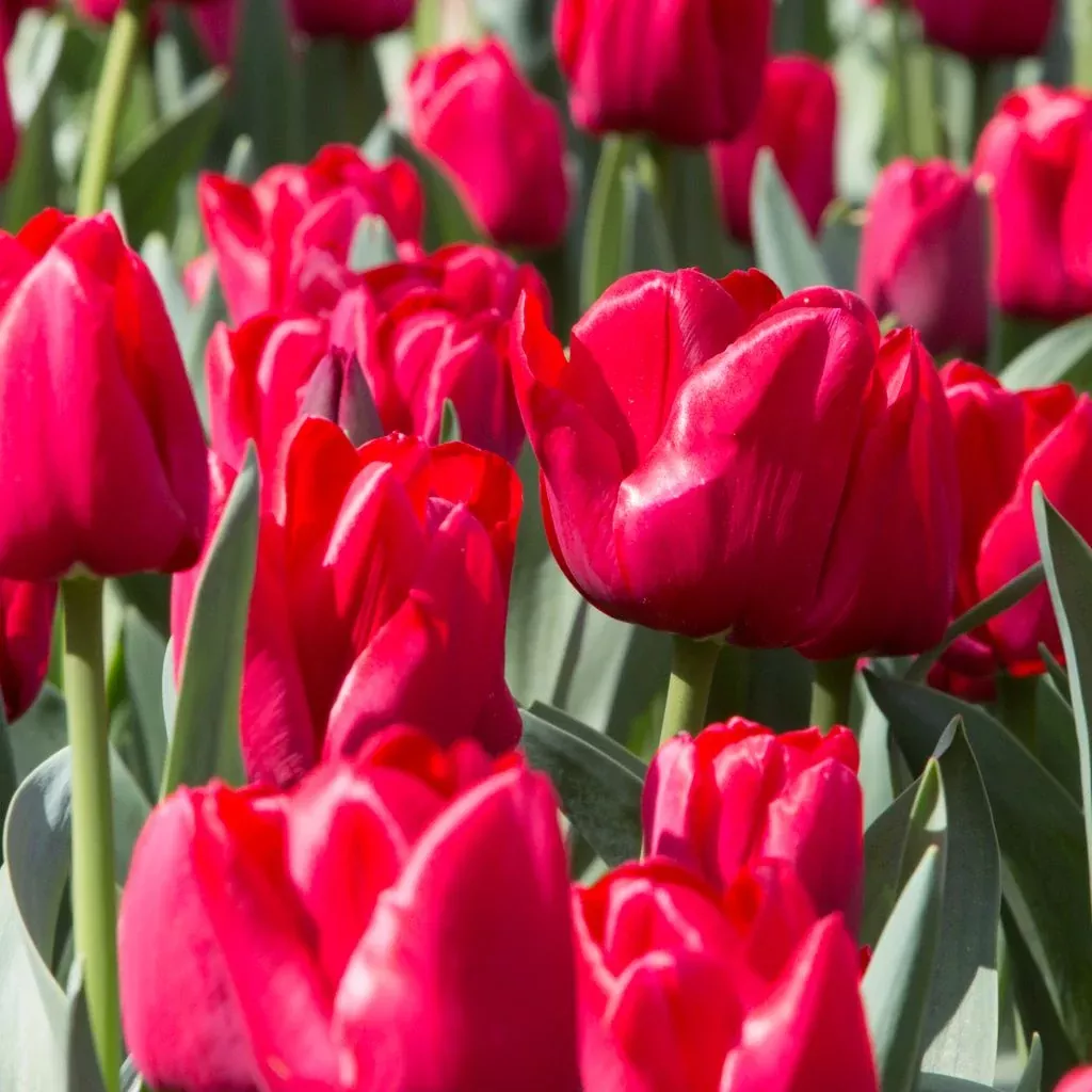 PRE-ORDER Tulip - Ile De France (Triumph)