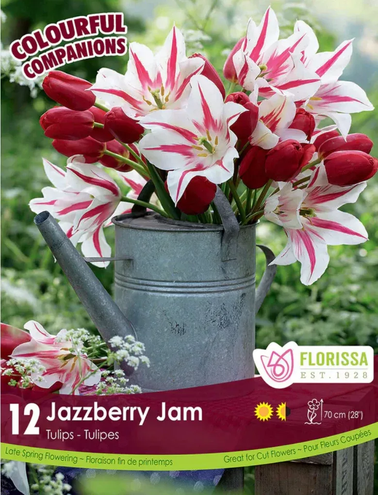 PRE-ORDER Tulip | Jazzberry Jam