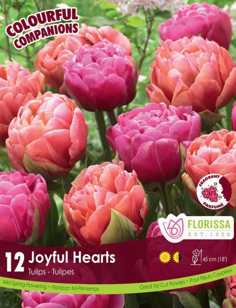 PRE-ORDER Tulip | Joyful Hearts