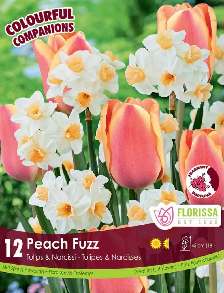 PRE-ORDER Tulip Narcissi | Peach Fuzz