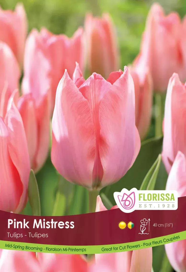 PRE-ORDER Tulip - Pink Mistress