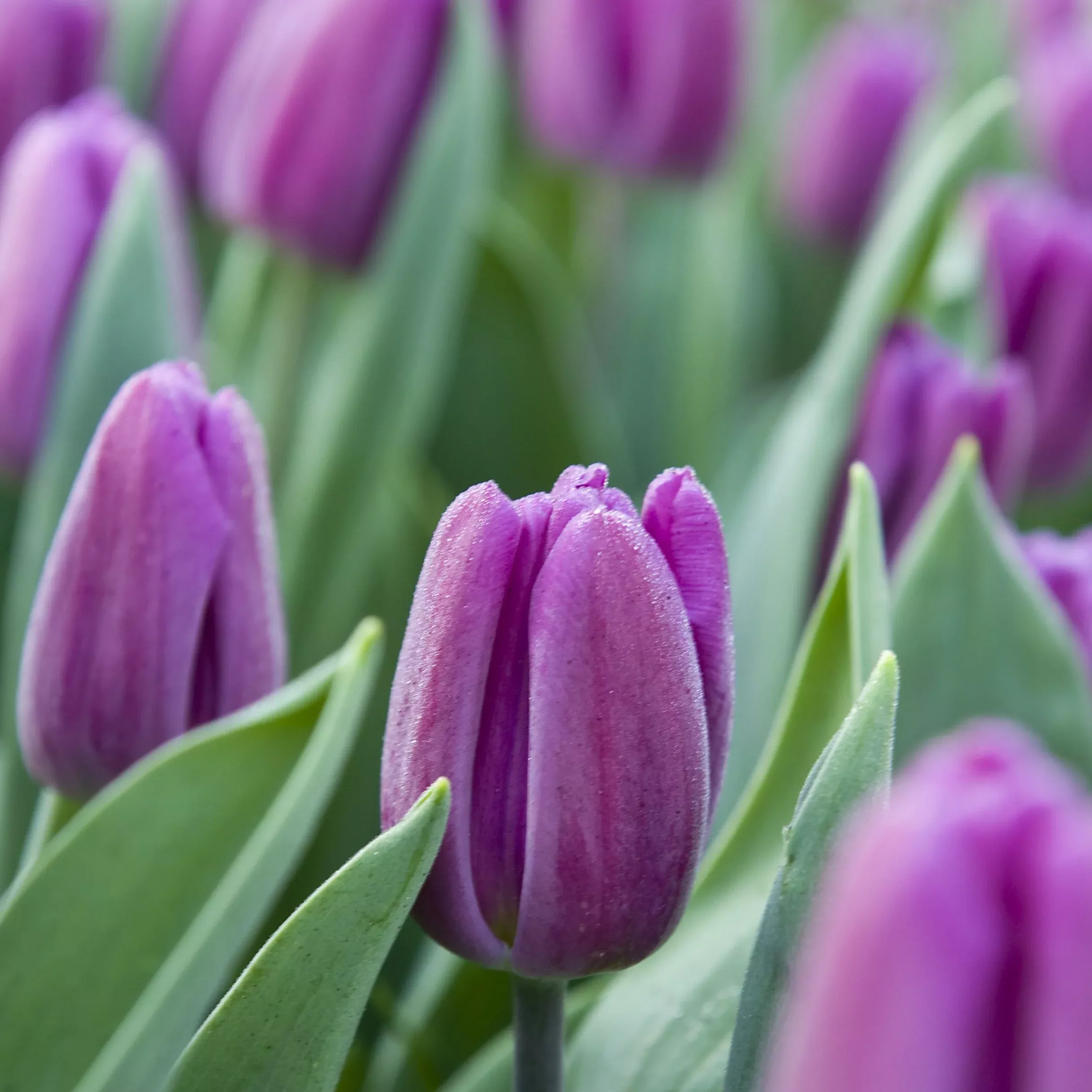 PRE-ORDER Tulip - Purple Flag