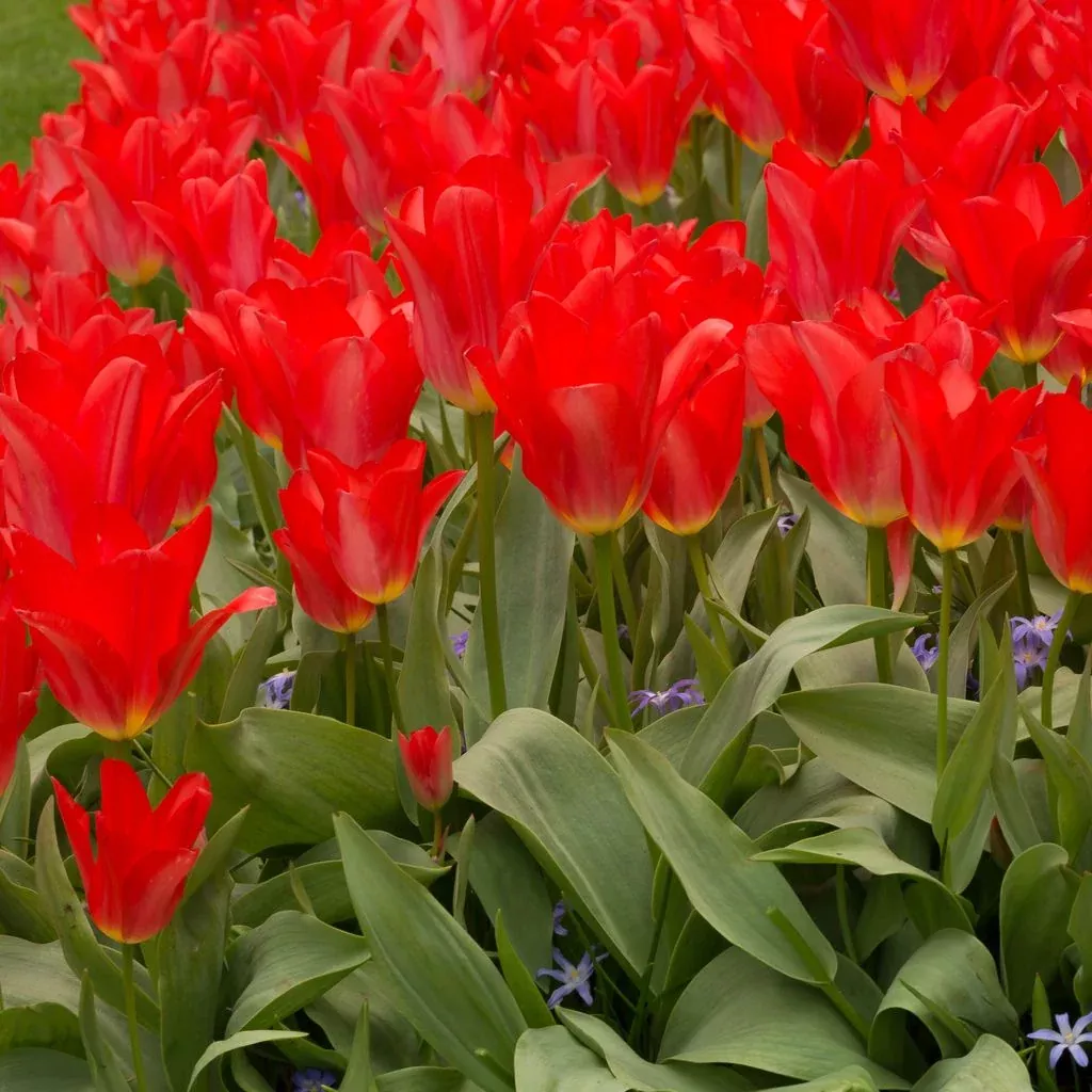 PRE-ORDER Tulip | Red Emperor - Fosteriana