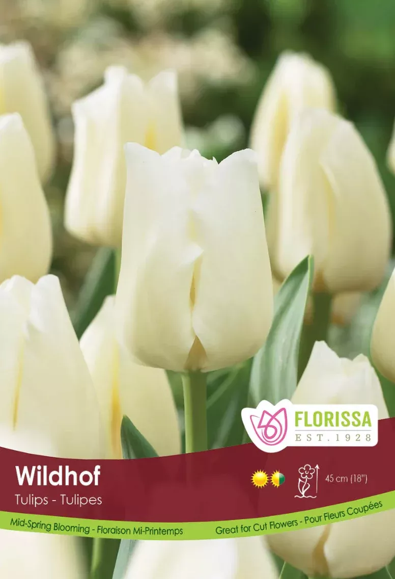 PRE-ORDER Tulip - Wildhof
