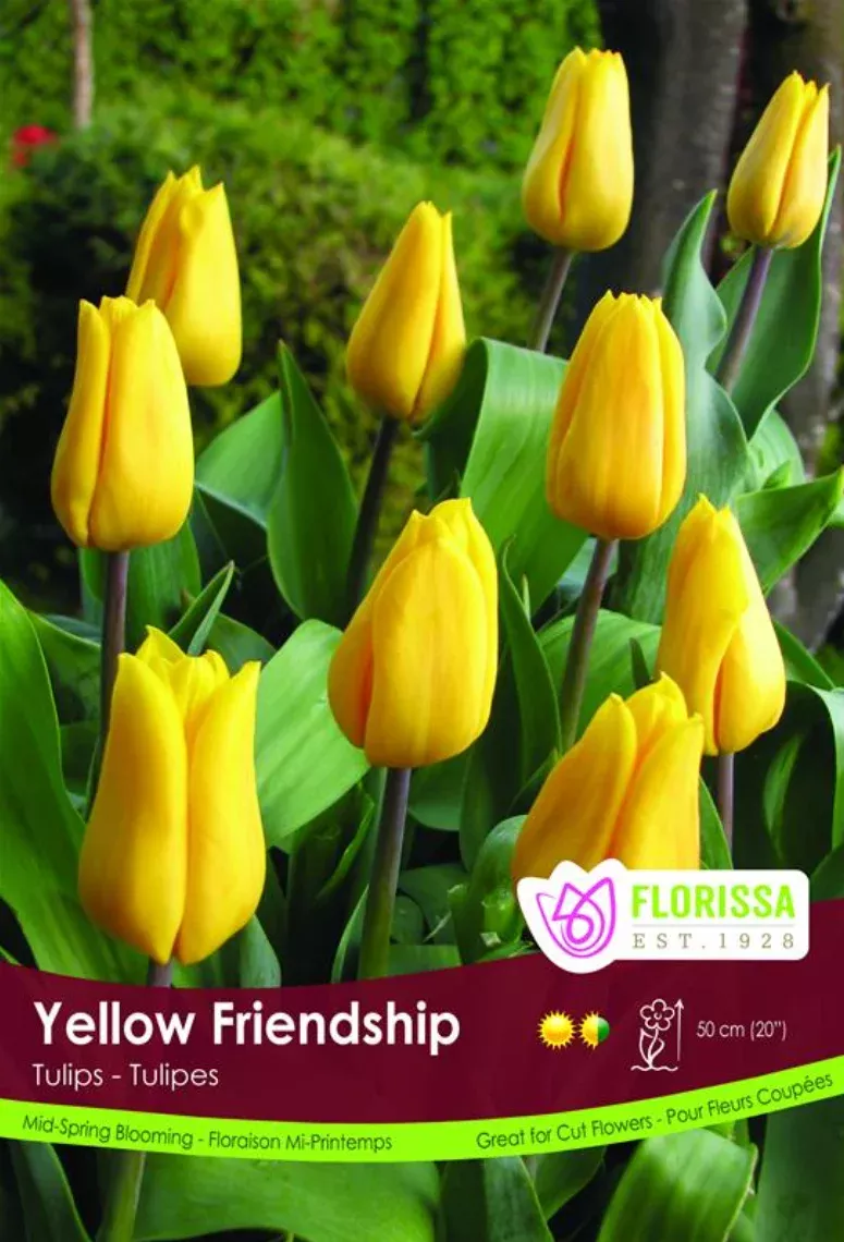 PRE-ORDER Tulip - Yellow Friendship