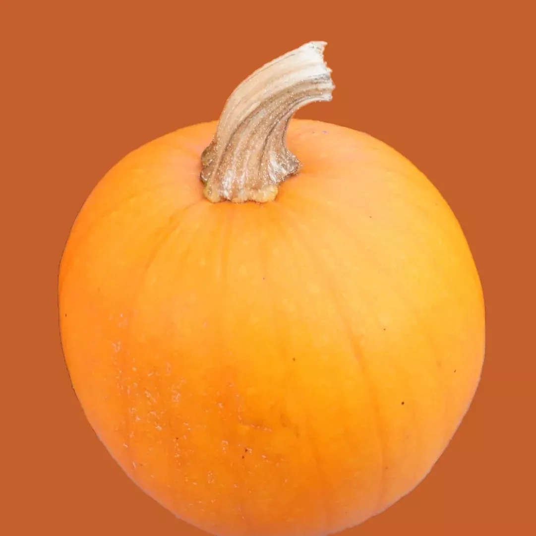 Pumpkin Baby Pam Seeds