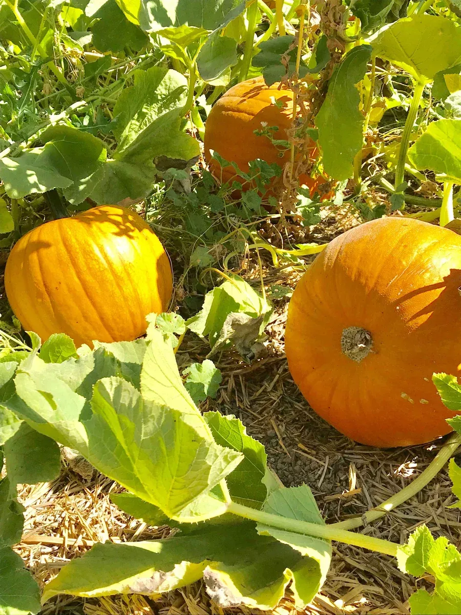Pumpkin | Jack O'Lantern