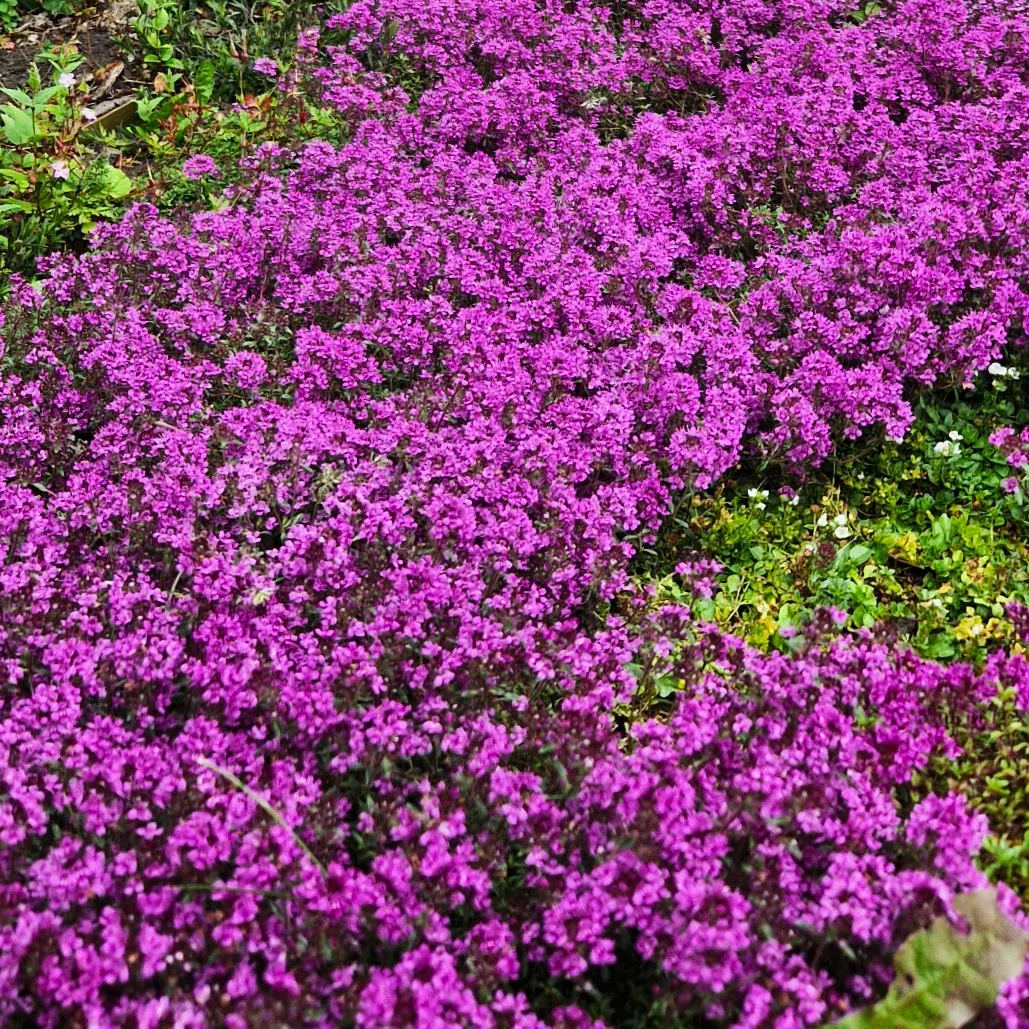 Purple Creeping Thyme
