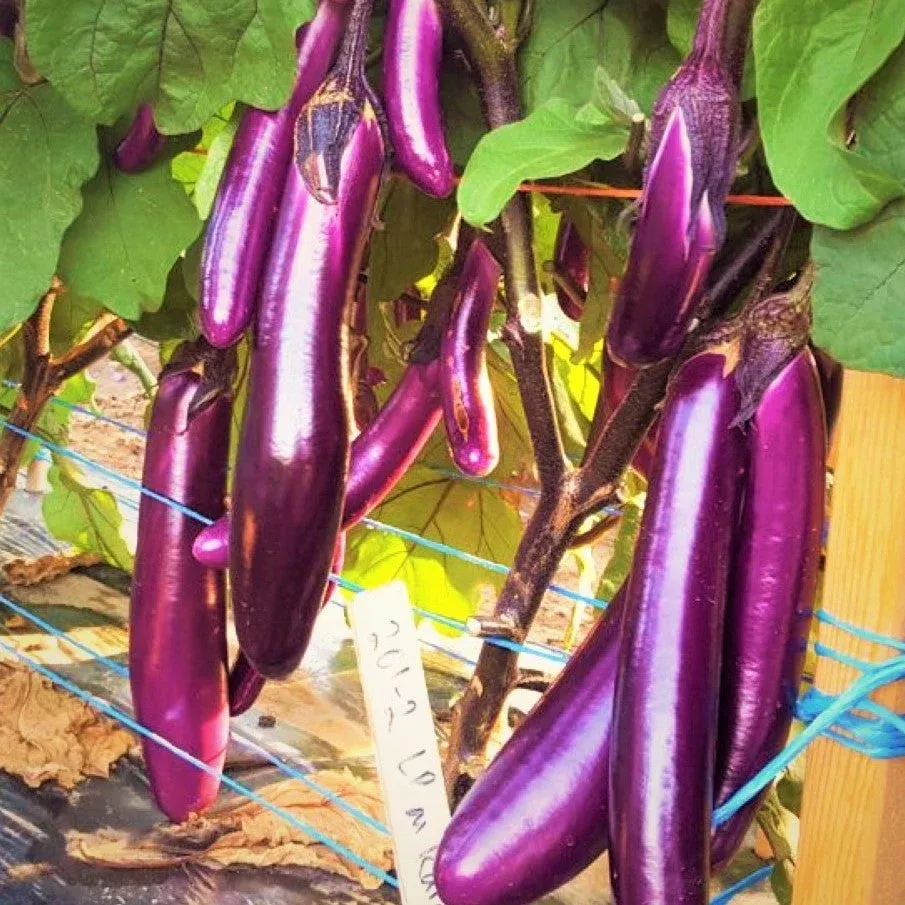 Purple Shine Chinese Eggplant