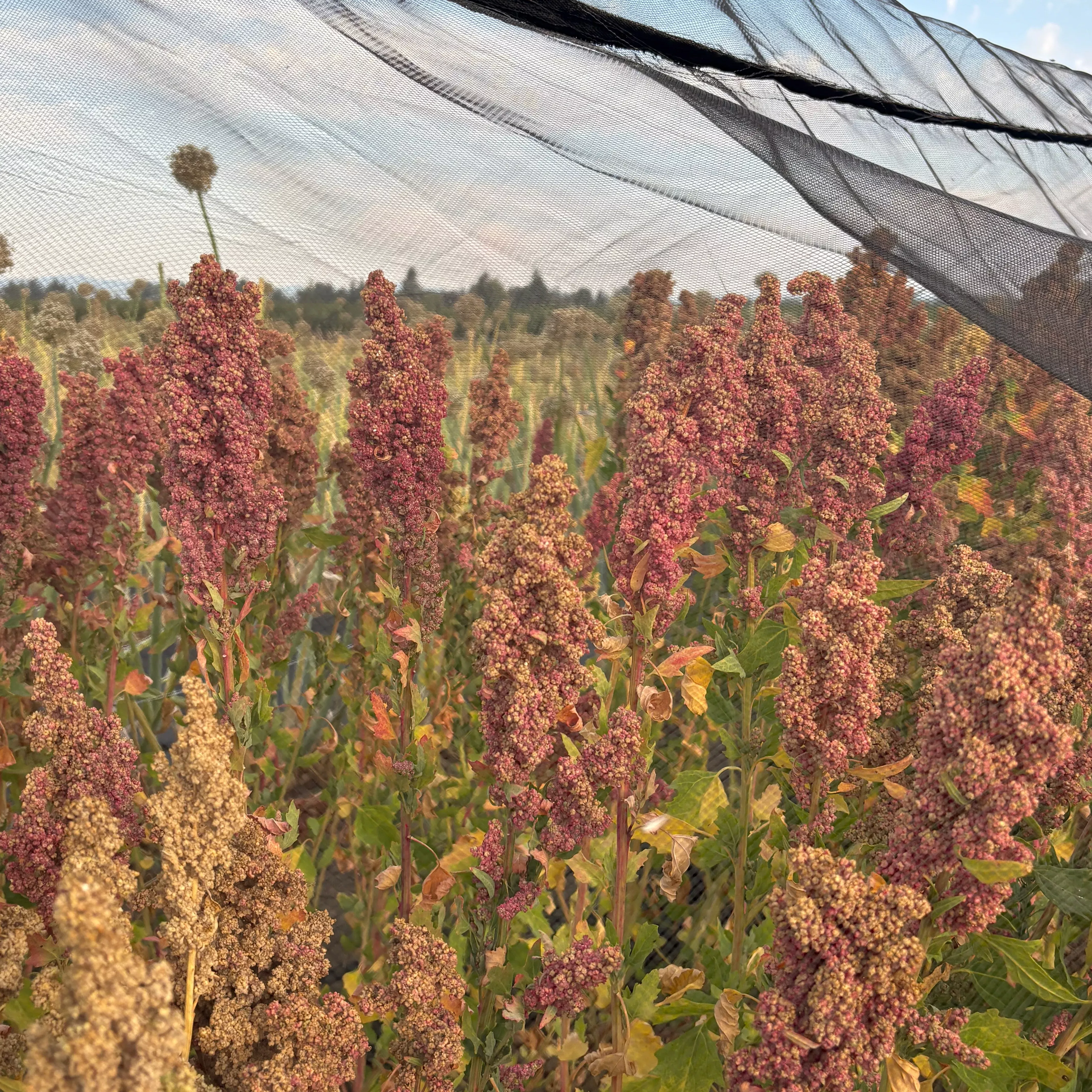 Quinoa ⁃ Organic Seed Cherry Vanilla
