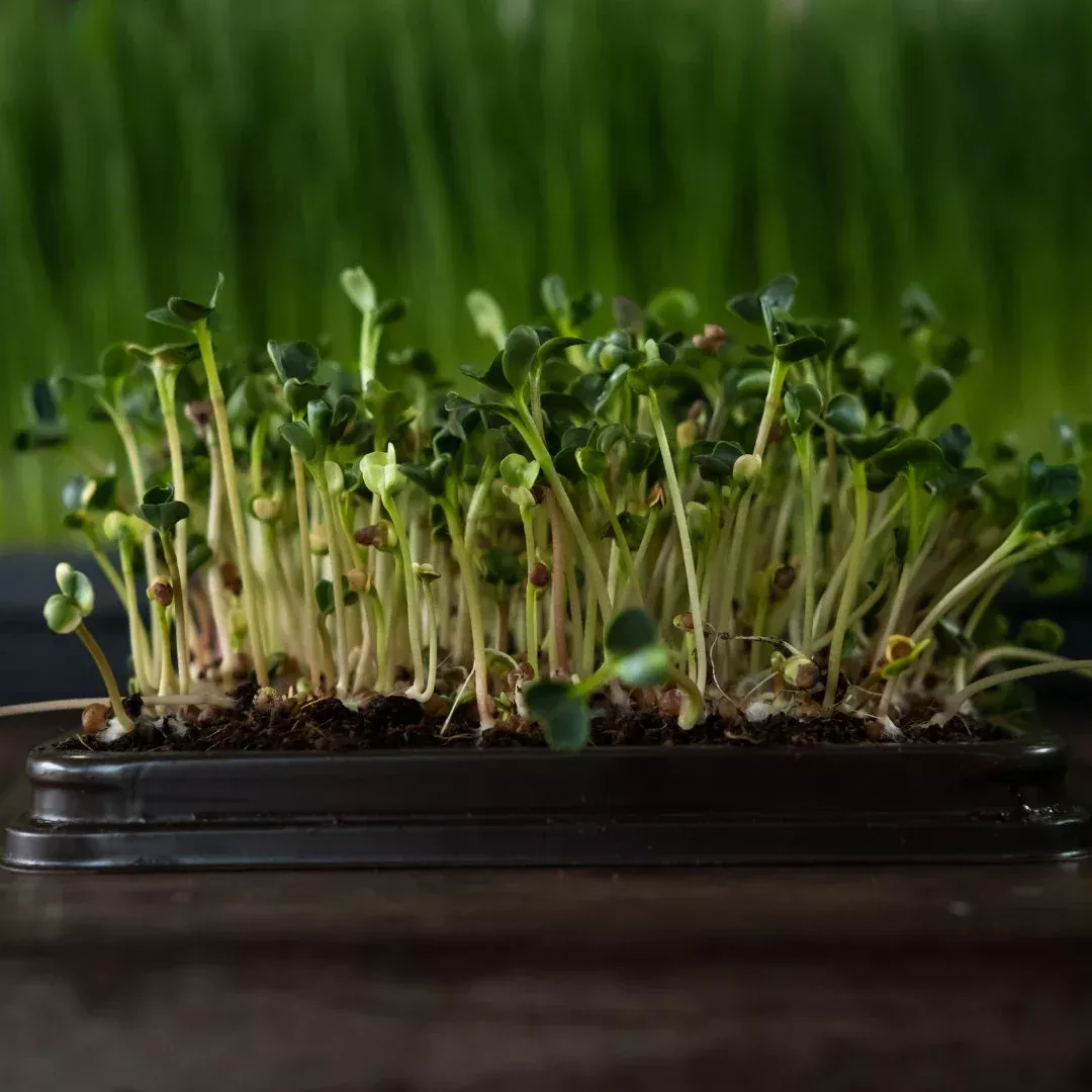 Raddichio/Chicory/Endive Microgreen Blend