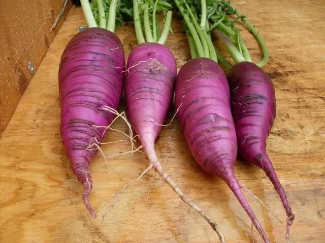 Radish, Blauer Winter (Organic)