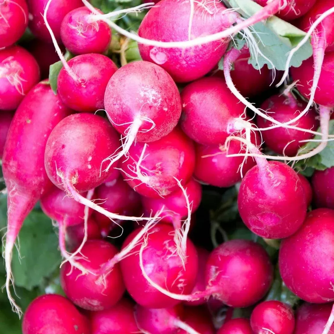 Radish Celebration Seeds