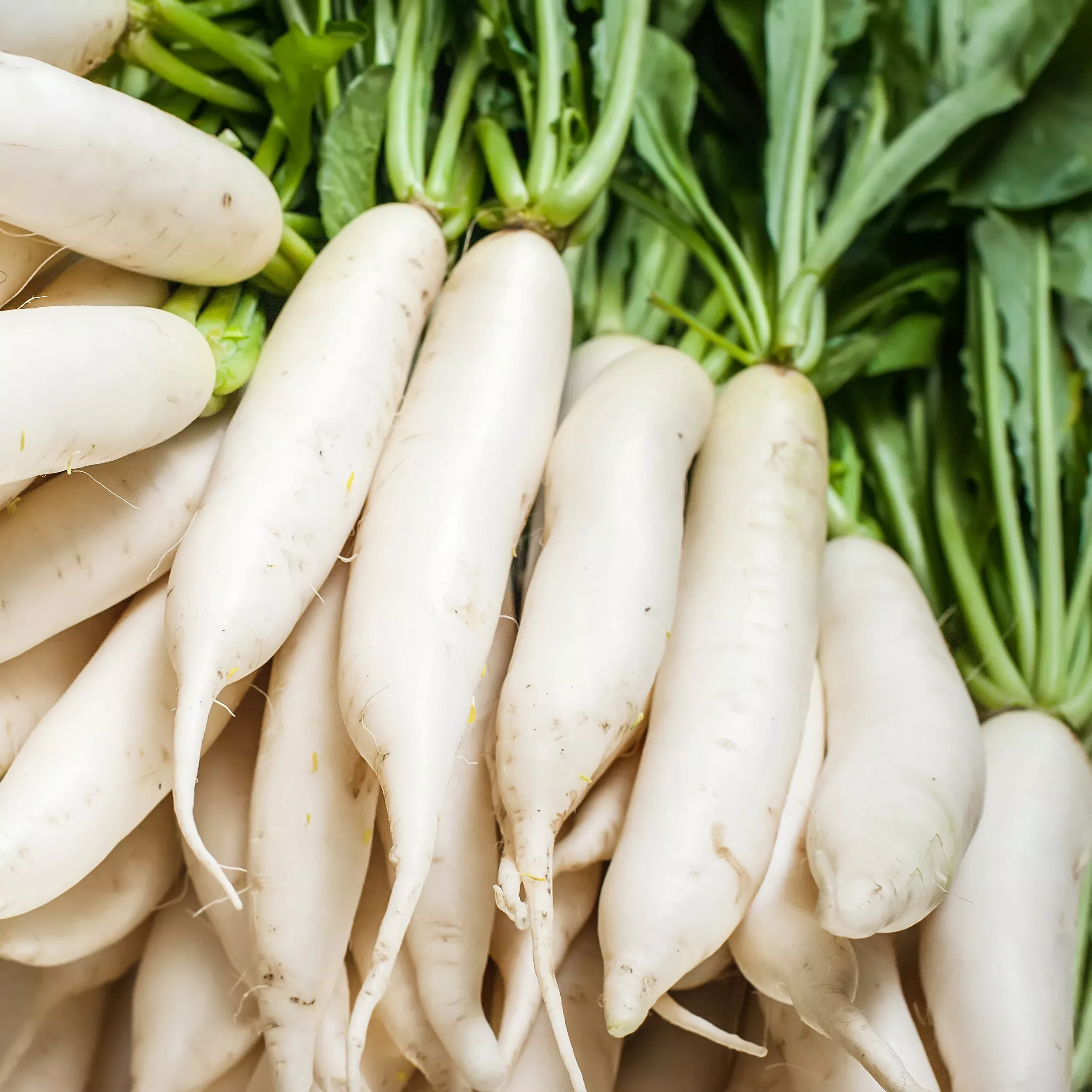 Radish Daikon Seeds