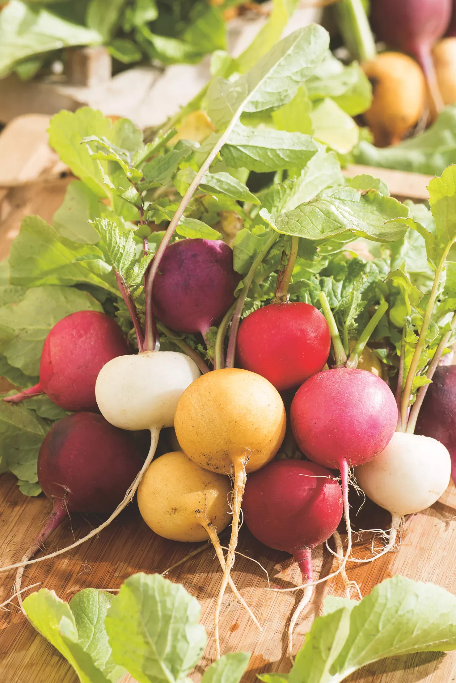Radish Round Mix