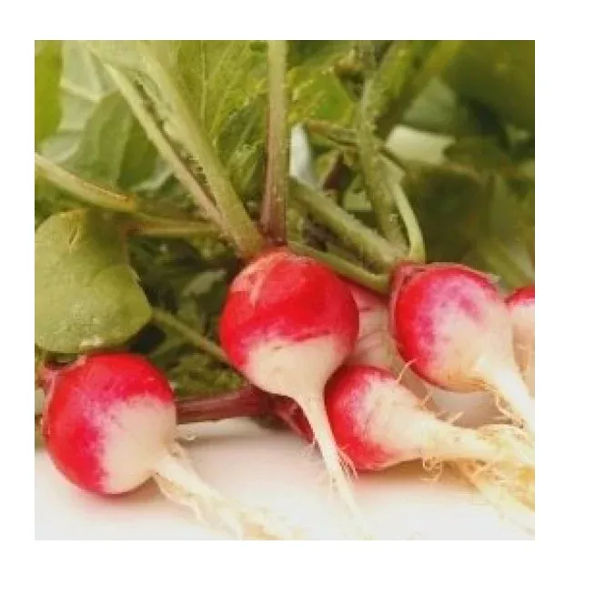 Radish | Sparkler ORGANIC