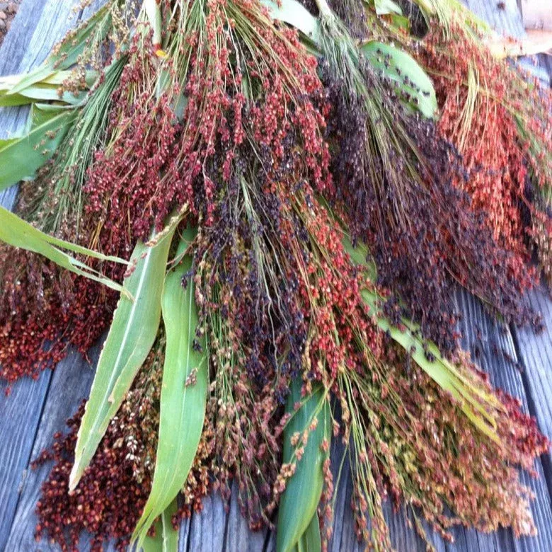 Rainbow Colors Broom Corn