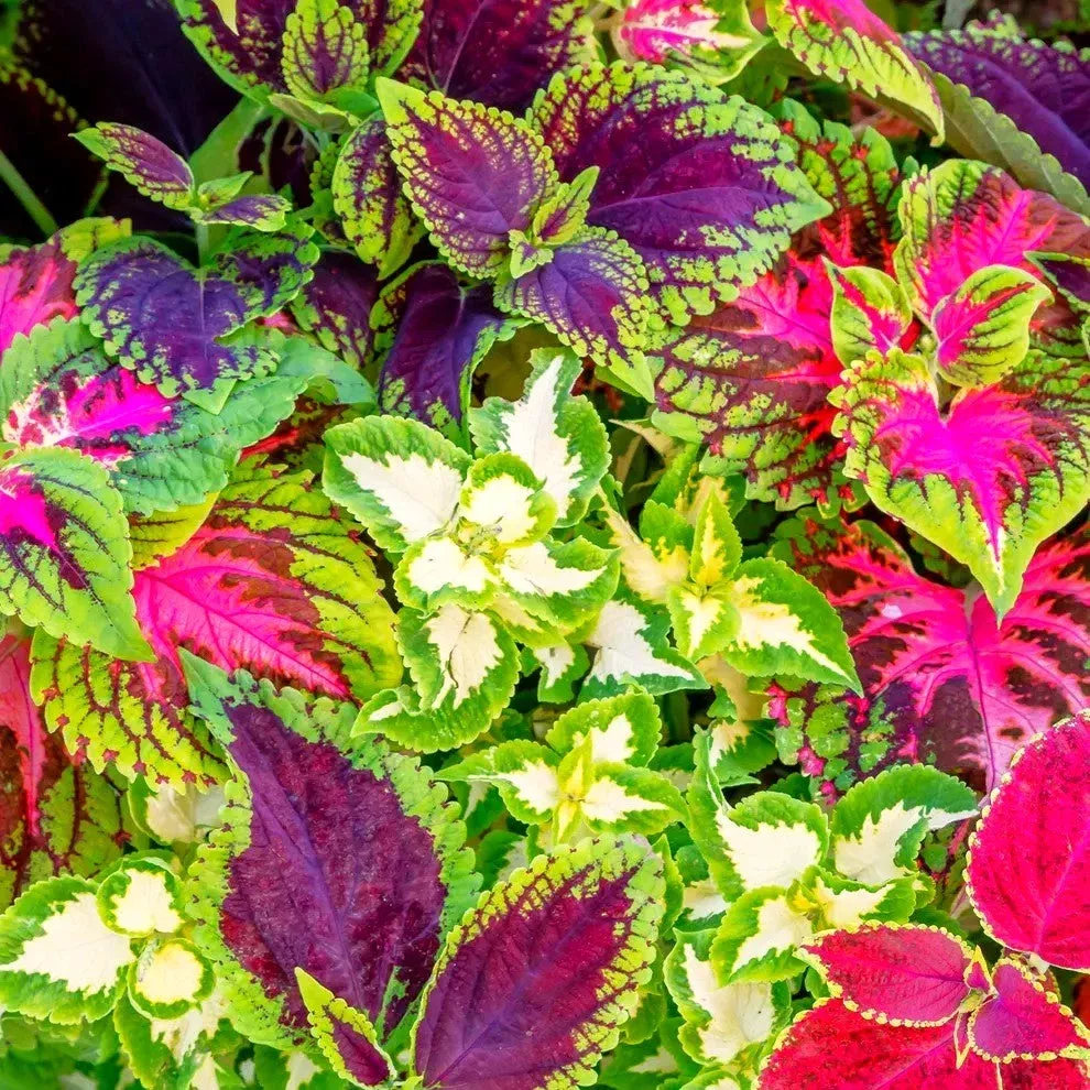 Rainbow Mix Coleus