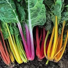 Rainbow Swiss Chard
