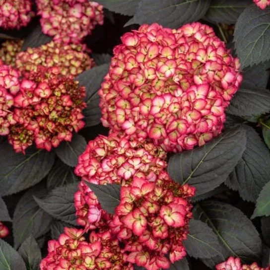 Rare Hydrangea Bundle - 4 Rooted Cuttings - Premium Dark Foliage - Hydrangea macrophylla