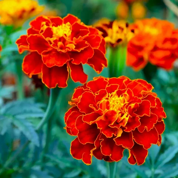 Red Cherry French Marigold