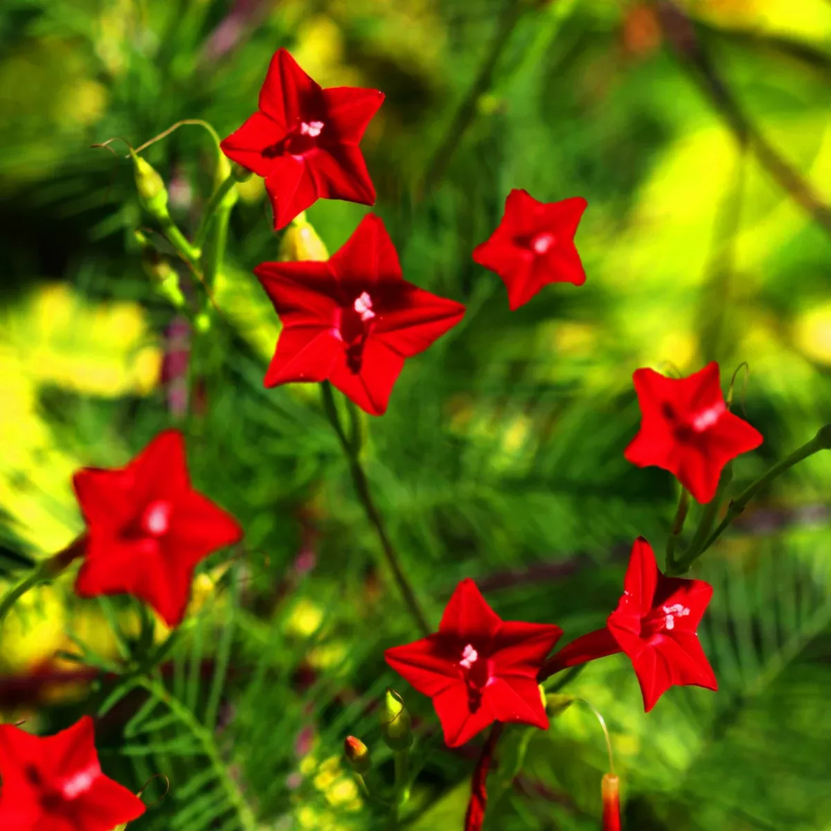 Red Cypress Vine