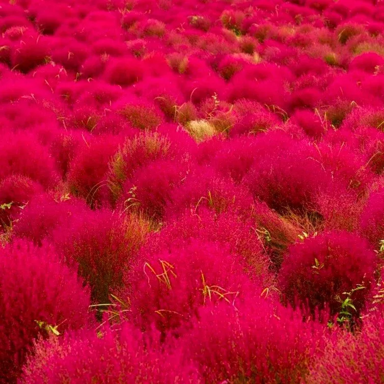 Red Globe Burning Bush