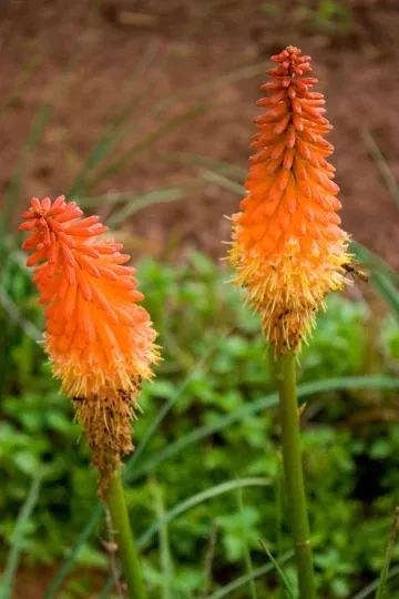 Red Hot Poker Plant Bareroots - Kniphofia uvaria - 6 Pack, Vibrant Perennial Flowers for Garden or Landscape