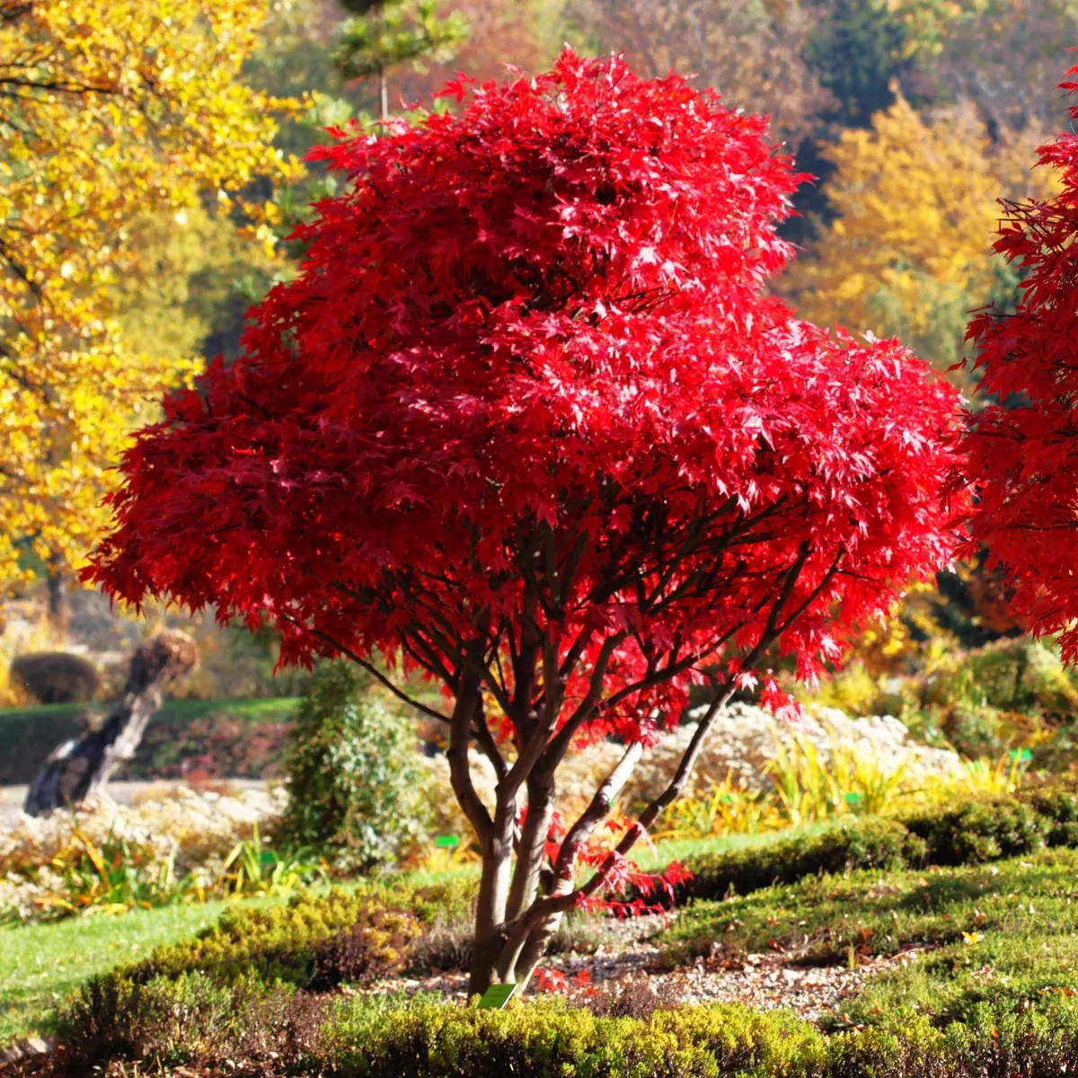 Red Japanese Maple Tree (Bloodleaf)