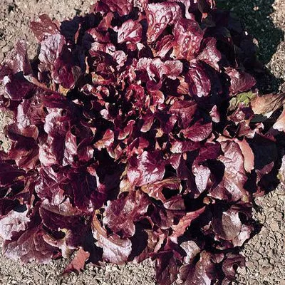 Red Oak Leaf Lettuce