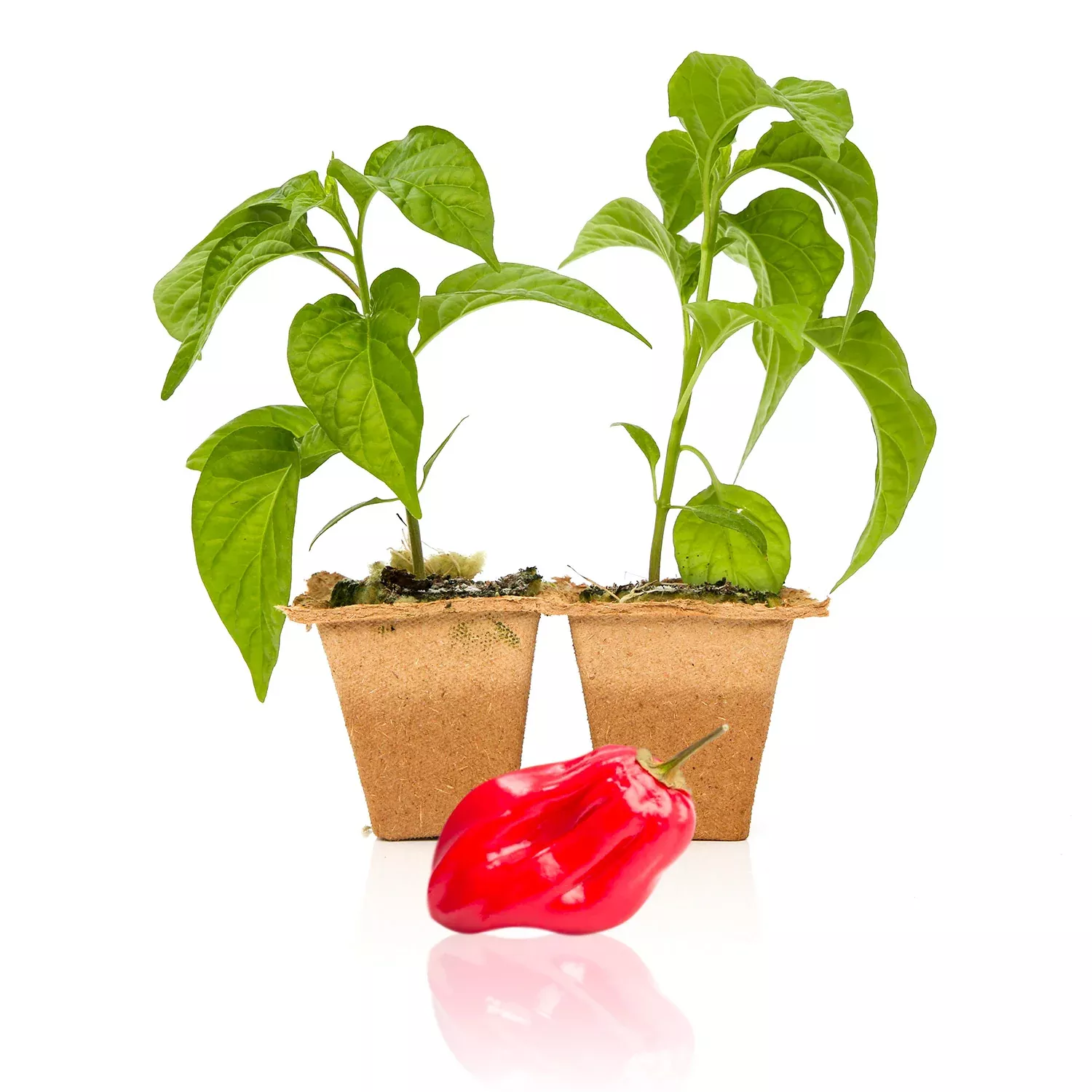 Red Savina Habanero Pepper Plants