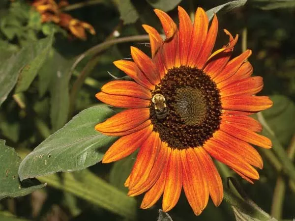 Red Sun & Lemon Queen Sunflower Mix