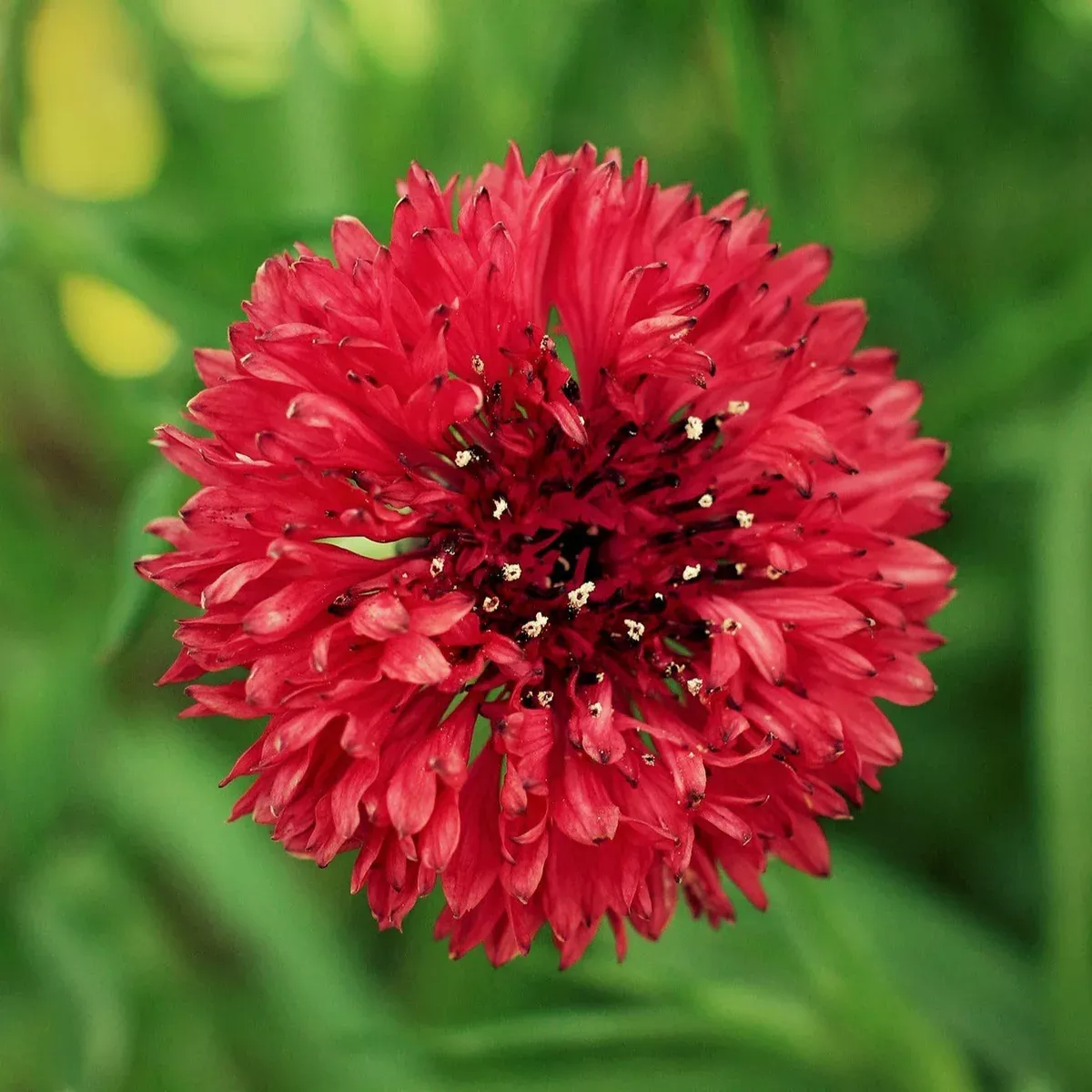 Red Tall Bachelor Button
