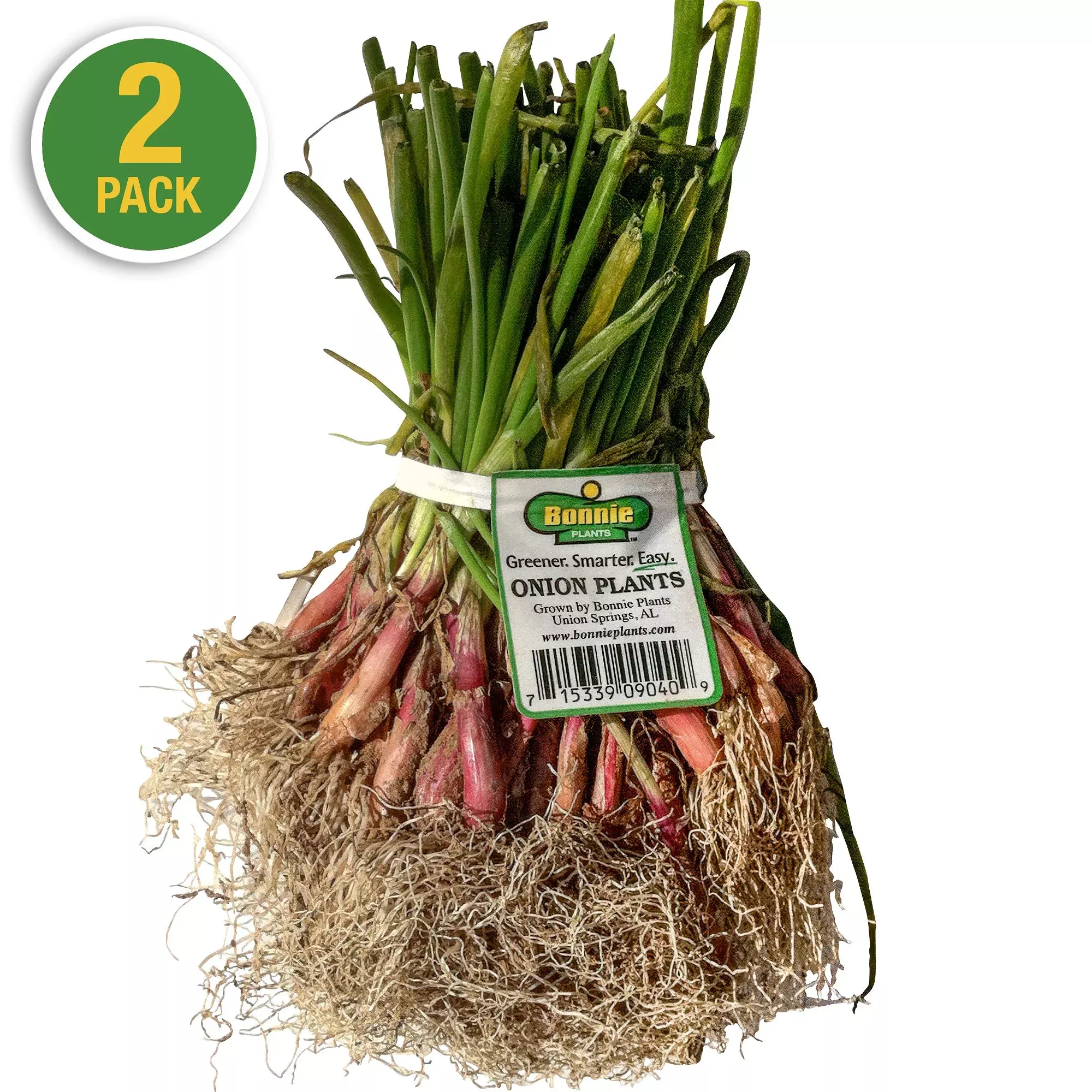 Red Zeppelin Onion (2 Pack)