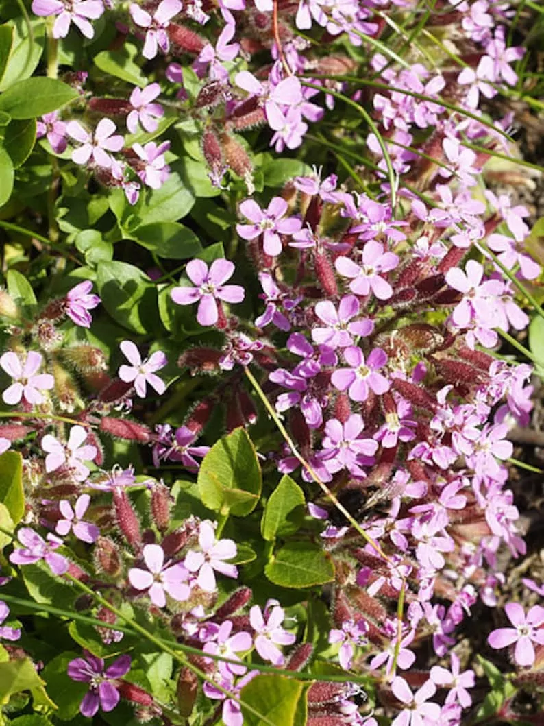 Rock Soapwort Plant Plug Flat - Deep Pink Groundcover Saponaria ocymoides - Low Maintenance Perennial for Zones 2-9