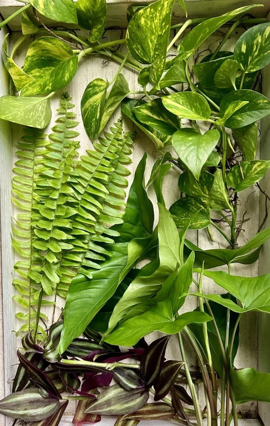 Rooted Plant Cuttings 20 Pack - Assorted Varieties for Easy Propagation - Perfect for Gardening Enthusiasts