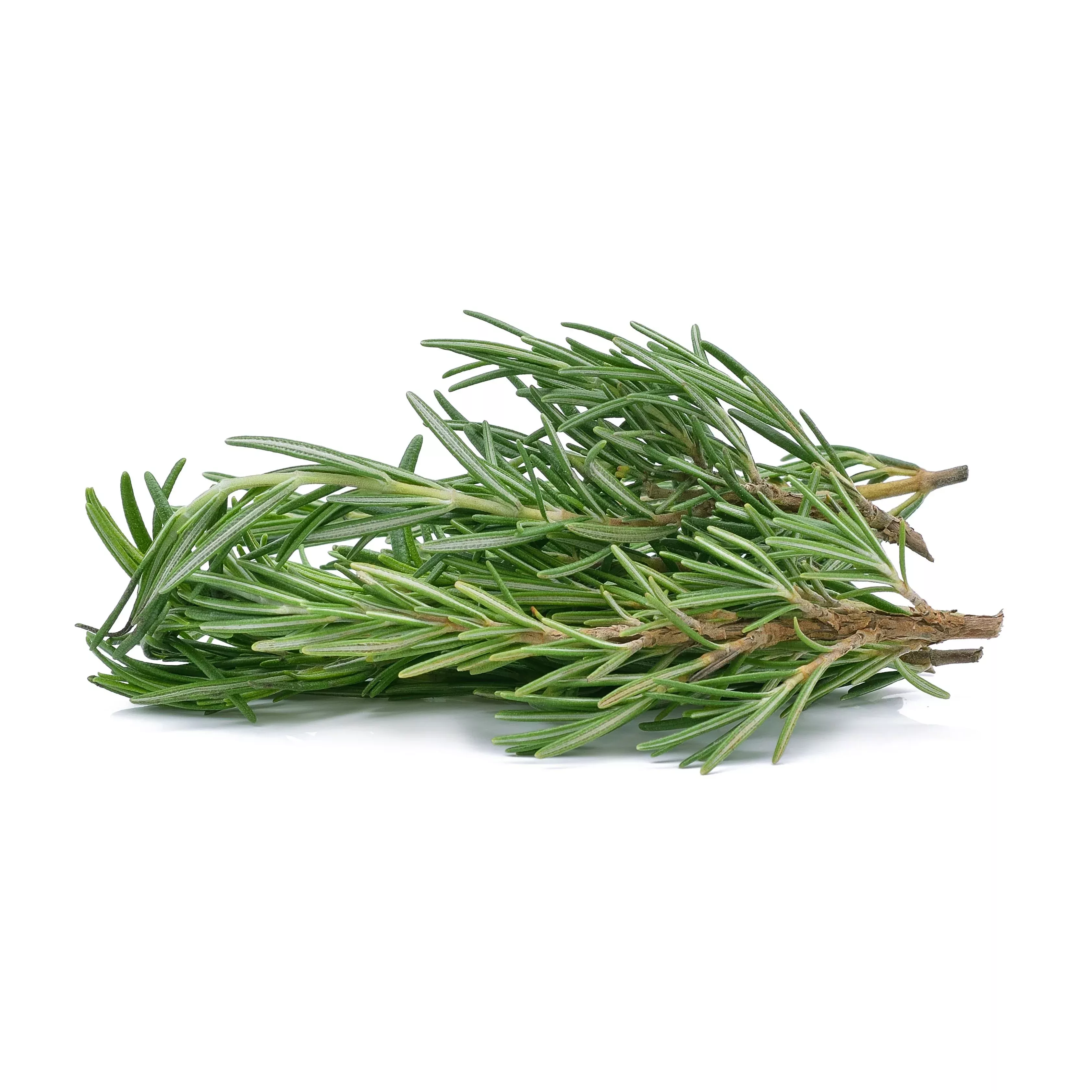 Rosemary Seeds